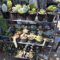 Succulents For Sale 