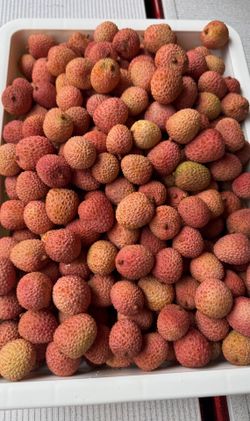 Fresh Lychee - 100lbs for $1000