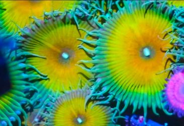 Aquarium Decoration * Captain Jerk Paly*
