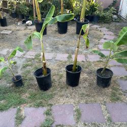 Banana Trees / Arboles De Platano **$15 Each**