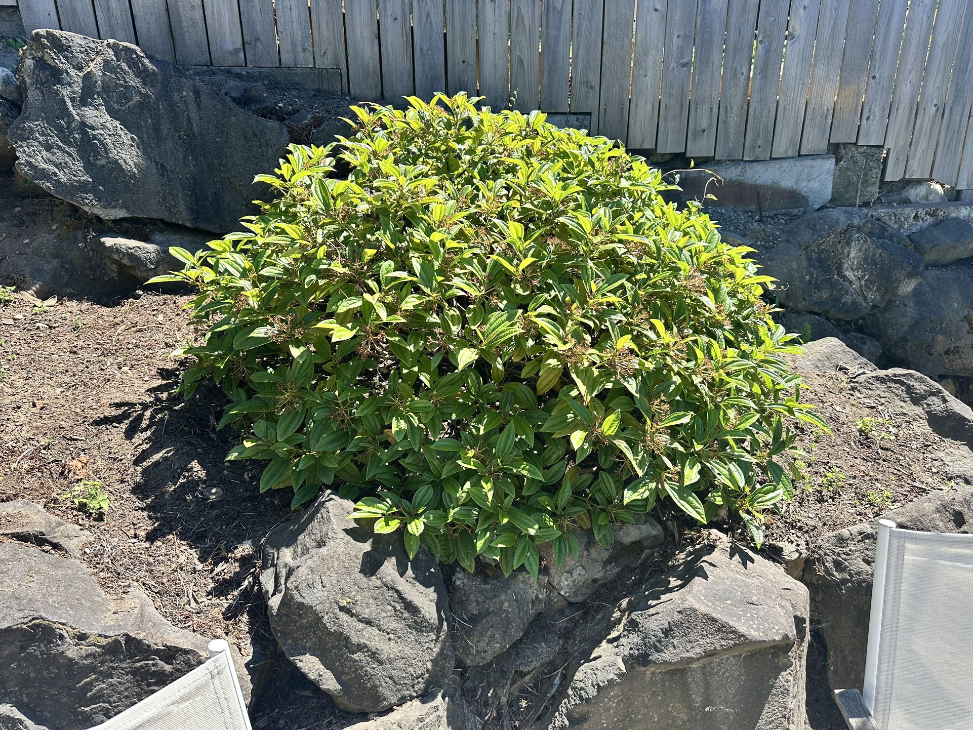 **FREE** [three] 3 viburnum davidii plants