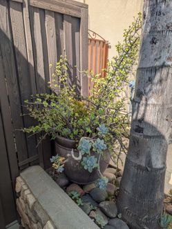 Large Potted Succulent Arrangement