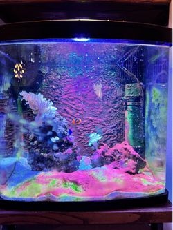 30 Gallon Salt Water Fish Tank