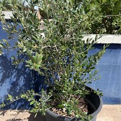 Healthy Olive Tree