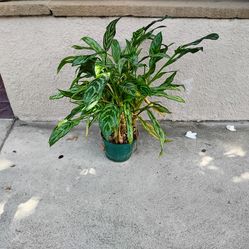 Aglonema 8" Silver Bay houseplant 2ft tall Chinese Evergreen plant