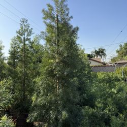 Fern Pine Privacy Hedge