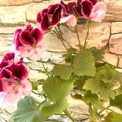 Geranium, Pelargonium Plant Has Beautiful Flowers, Blooms All Summer.