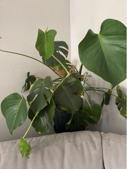 Monstera Plant