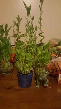 Vendo plantas de Bamboo