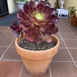 Black Aeonium Succulent Plant