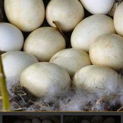 Farm Fresh Organic Fed Duck Eggs