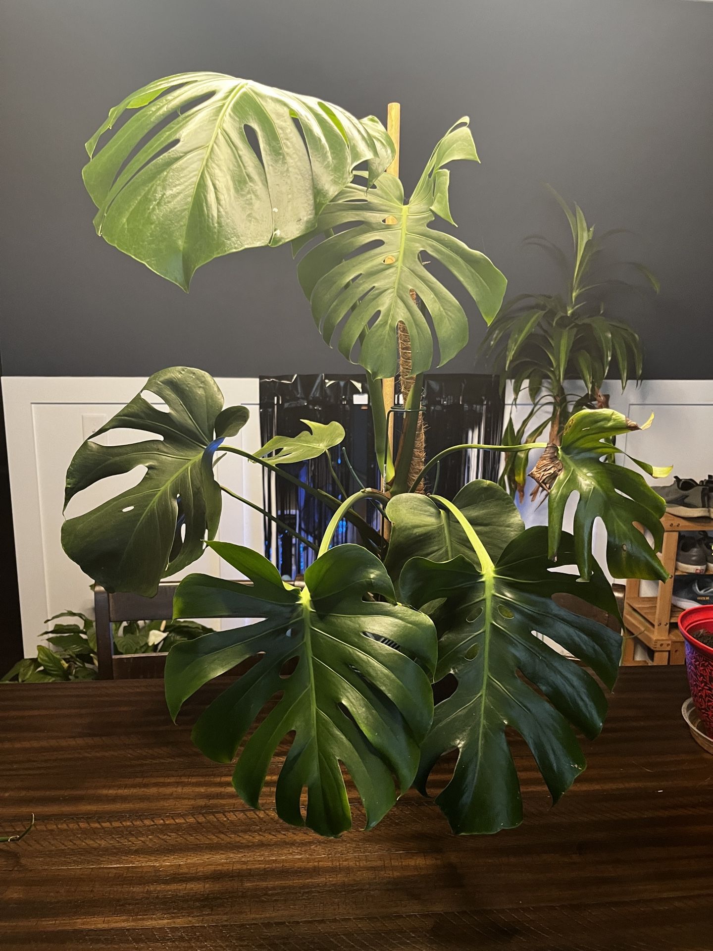 Monstera Plant
