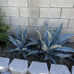 Blue Agave Plants 