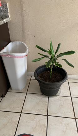 Planta