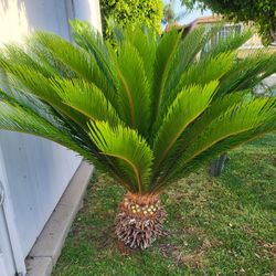 Palm Tree