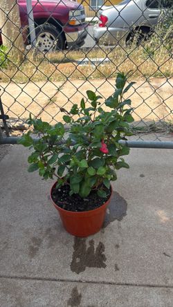 Hardy Fushia