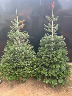 Christmas Trees for sale