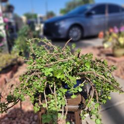 Plants (Indoor/ Outside)