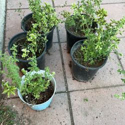 Plantas Vivas De Oregano