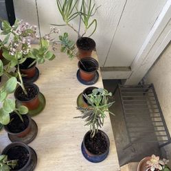 Plants Sale In La Mesa! 🌵🌵🌵