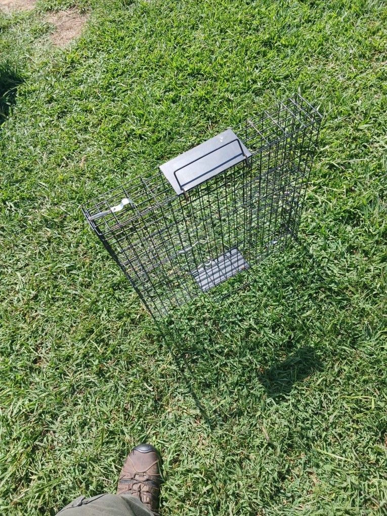 Squirrel Trap