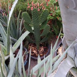 Nopal Diferente Bonito