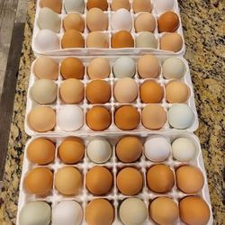 Free Range Organic Eggs!