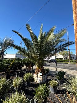 Pineapple palm trees