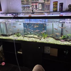 125 Gallon