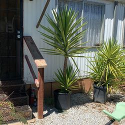 Yucas   Plants