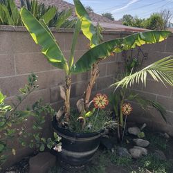 Banana Tree