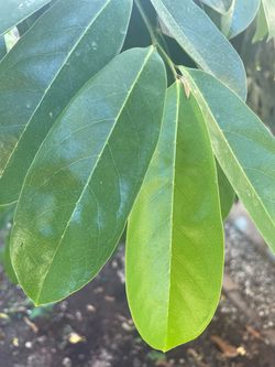 Soursop (Guanabana ) leaves