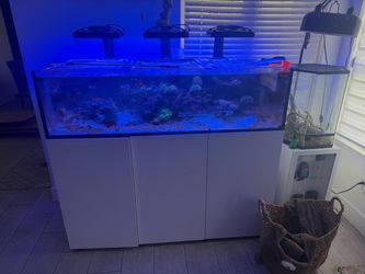 Waterbox infinia frag tank 155.5
