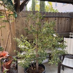 5.5â Thai Chili Pepper Plant