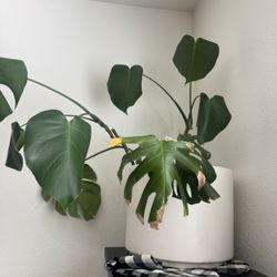 Monstera Plant