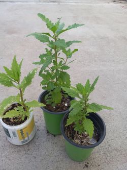 Ipazote Planta Para Comidas 3.00 each