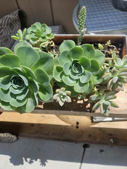 Succulent Arrangement Witn Beautiful Plants 