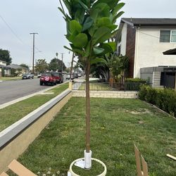 Ficus Tree