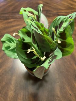 Marantha Plant