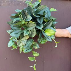6” scindapsus treubii moonlight