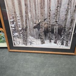 Moose Picture