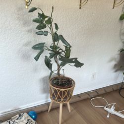 Philodendron Silver Sword