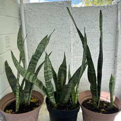 Snake Plants Live Houseplants Indoor Home Decor Plants -15 each / 3 available