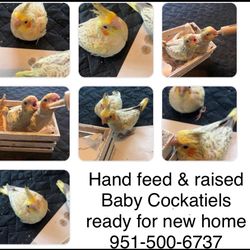 Baby hand fed and raised cocktails