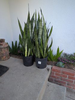 Sanseveria Zeylaica 10inch Pot 