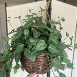 An artificial philodendron plant in a hanging basket.