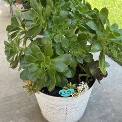 Large Beautiful Succulent Planter