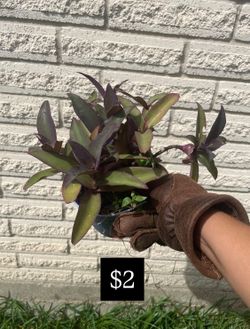 Purple Heart plant in pot -2$ place in sunny area for them to turn purple