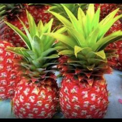 Red Mini Pineapple Fully Grown Plant 2 Gallon