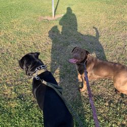 Dog Leash Needs New Companion 